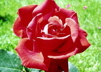 la rose.....................................................